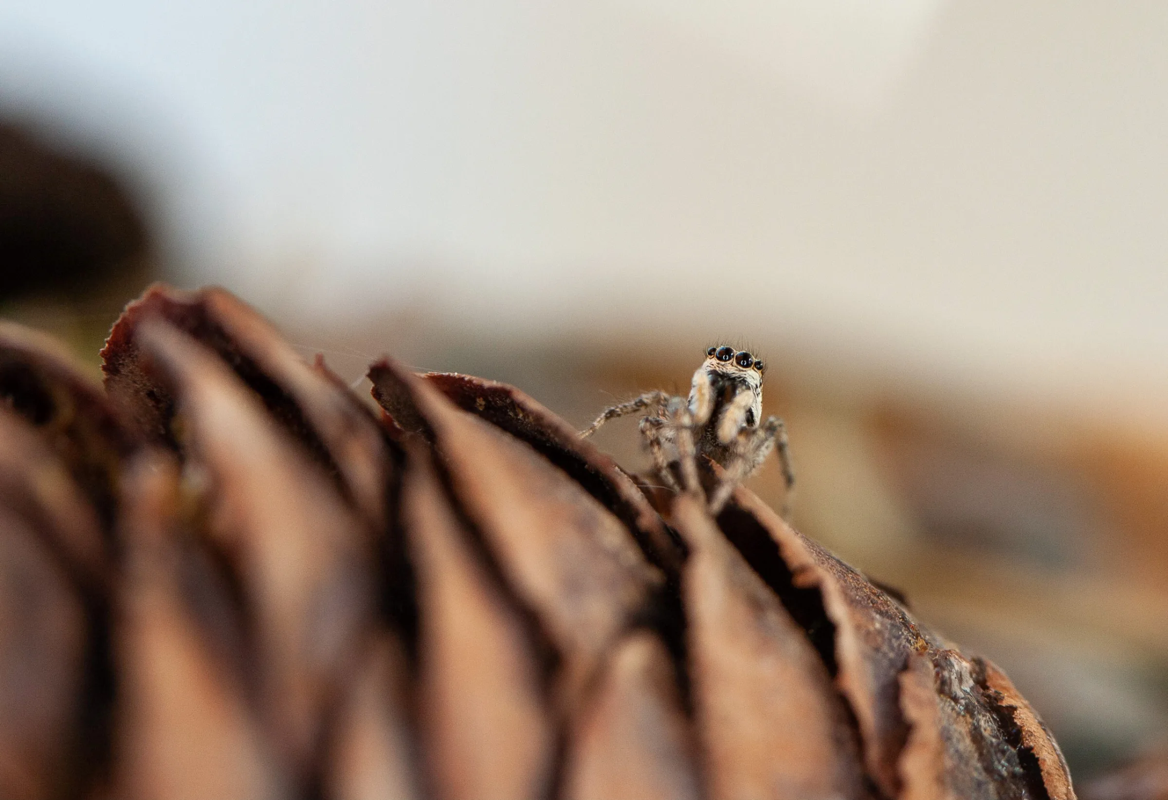 Springspinne (Salticidae)