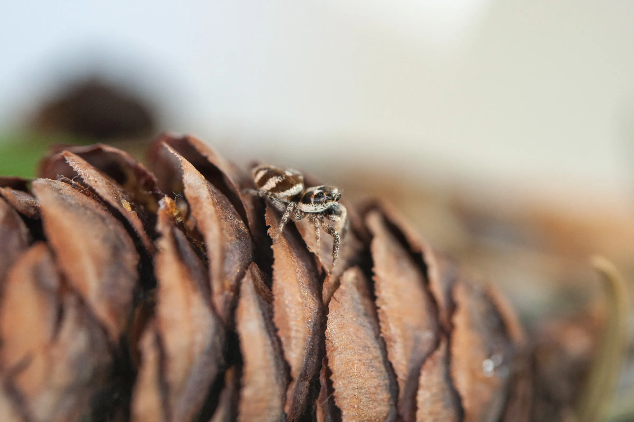 Zebraspringspinne (Salticus scenicus)