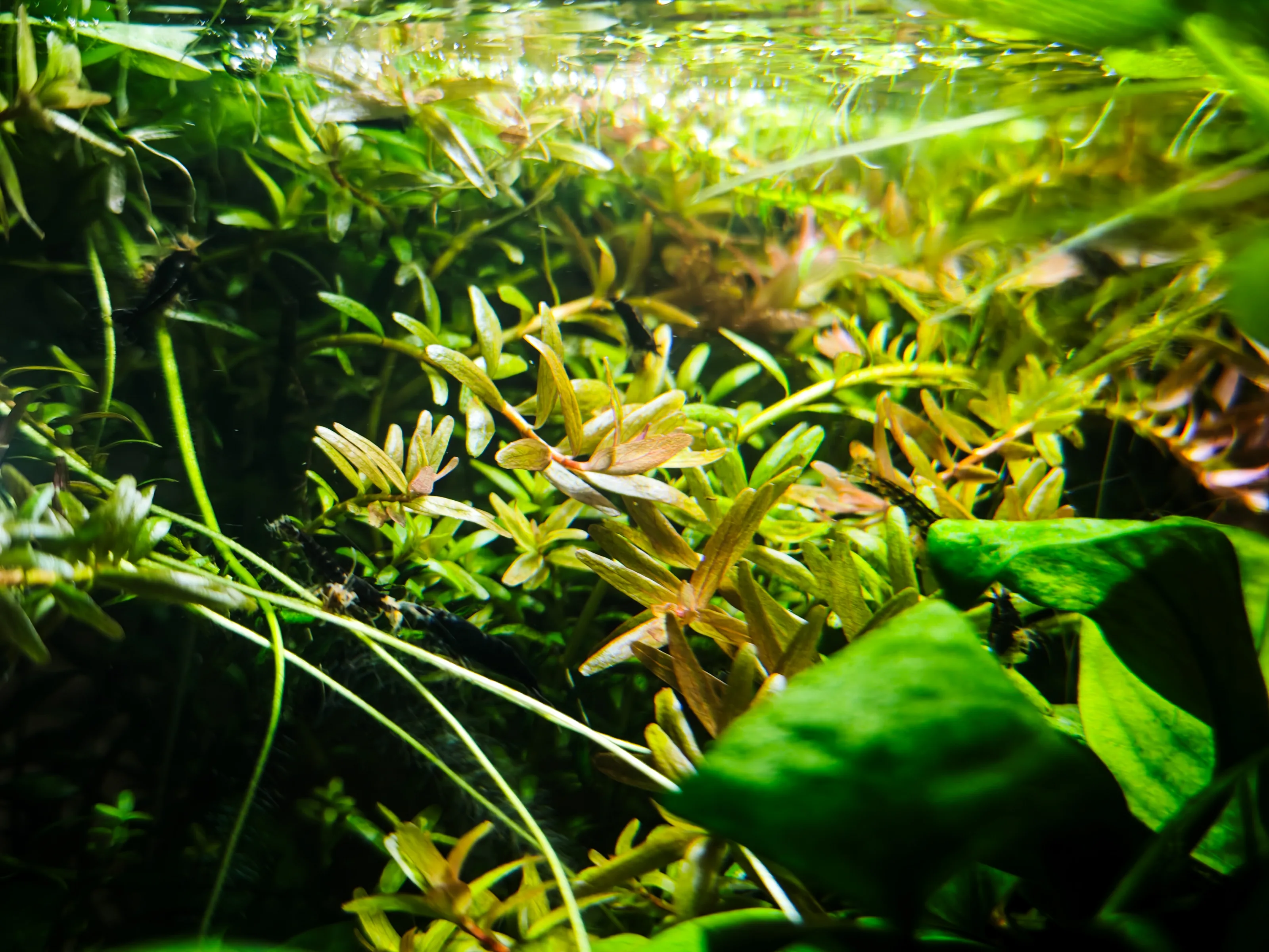 Zwerggarnele (Neocaridina)