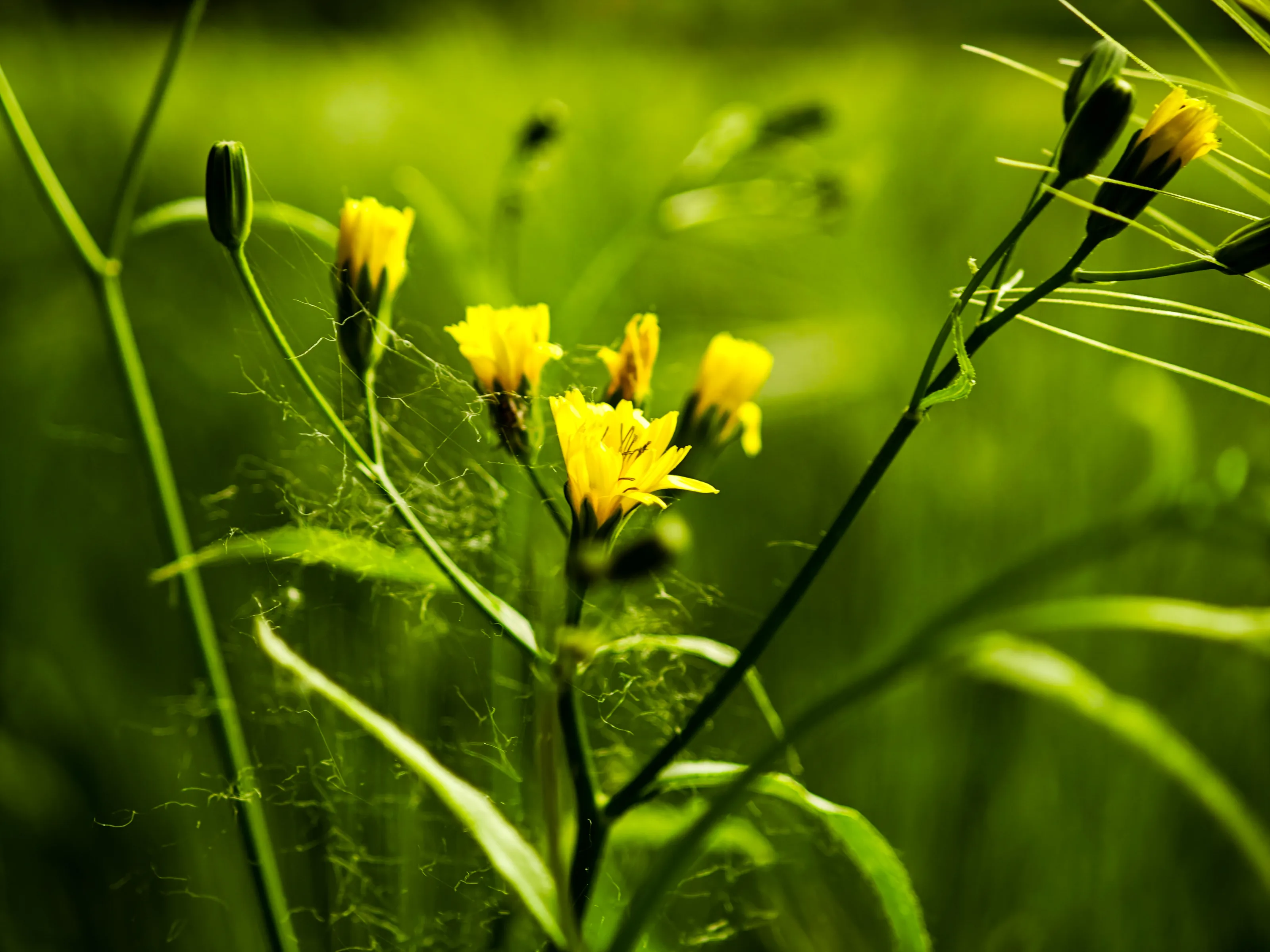 Korbblütler (Asteraceae)