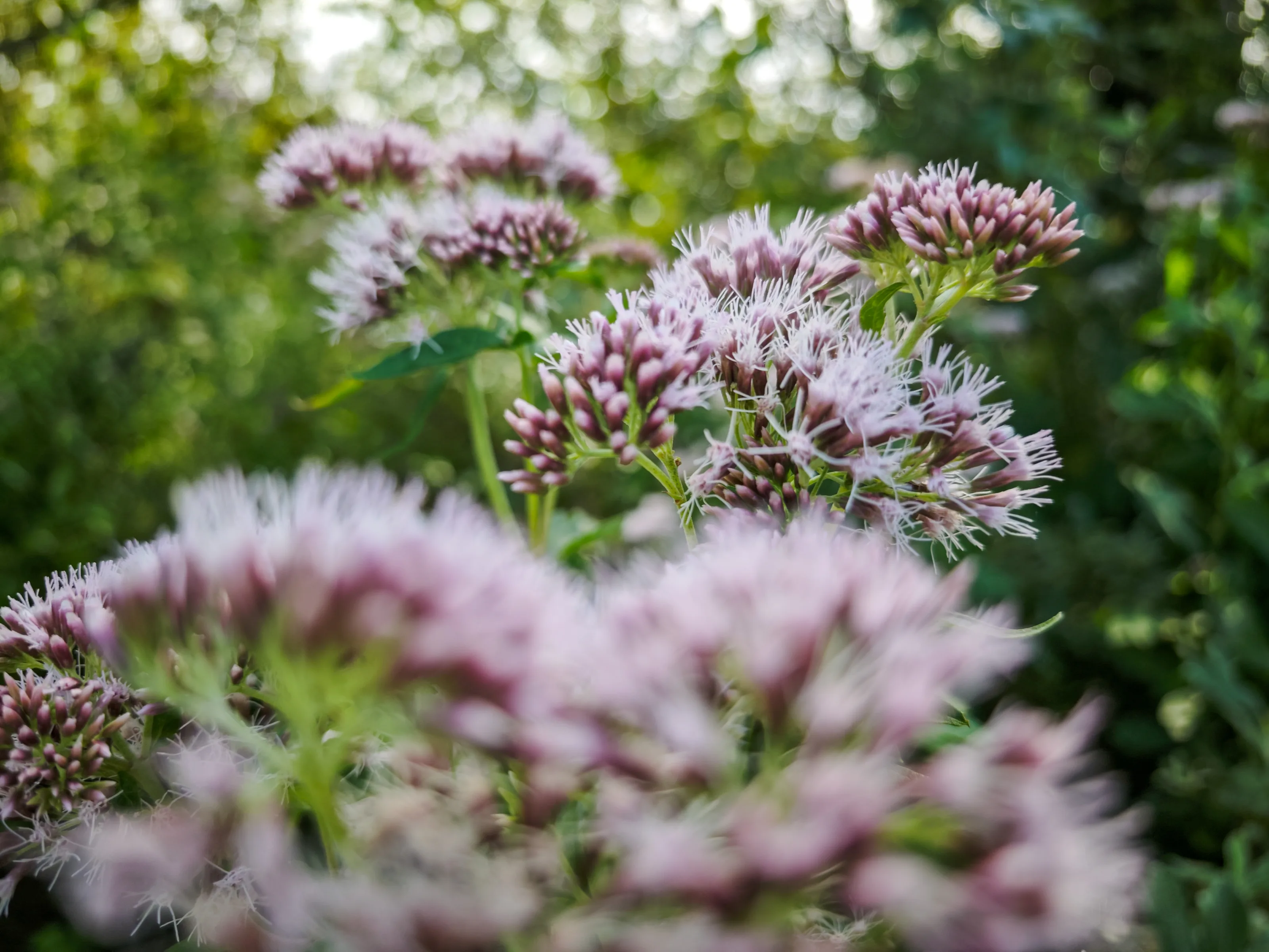 Wasserdost (Eupatorium cannabinum)
