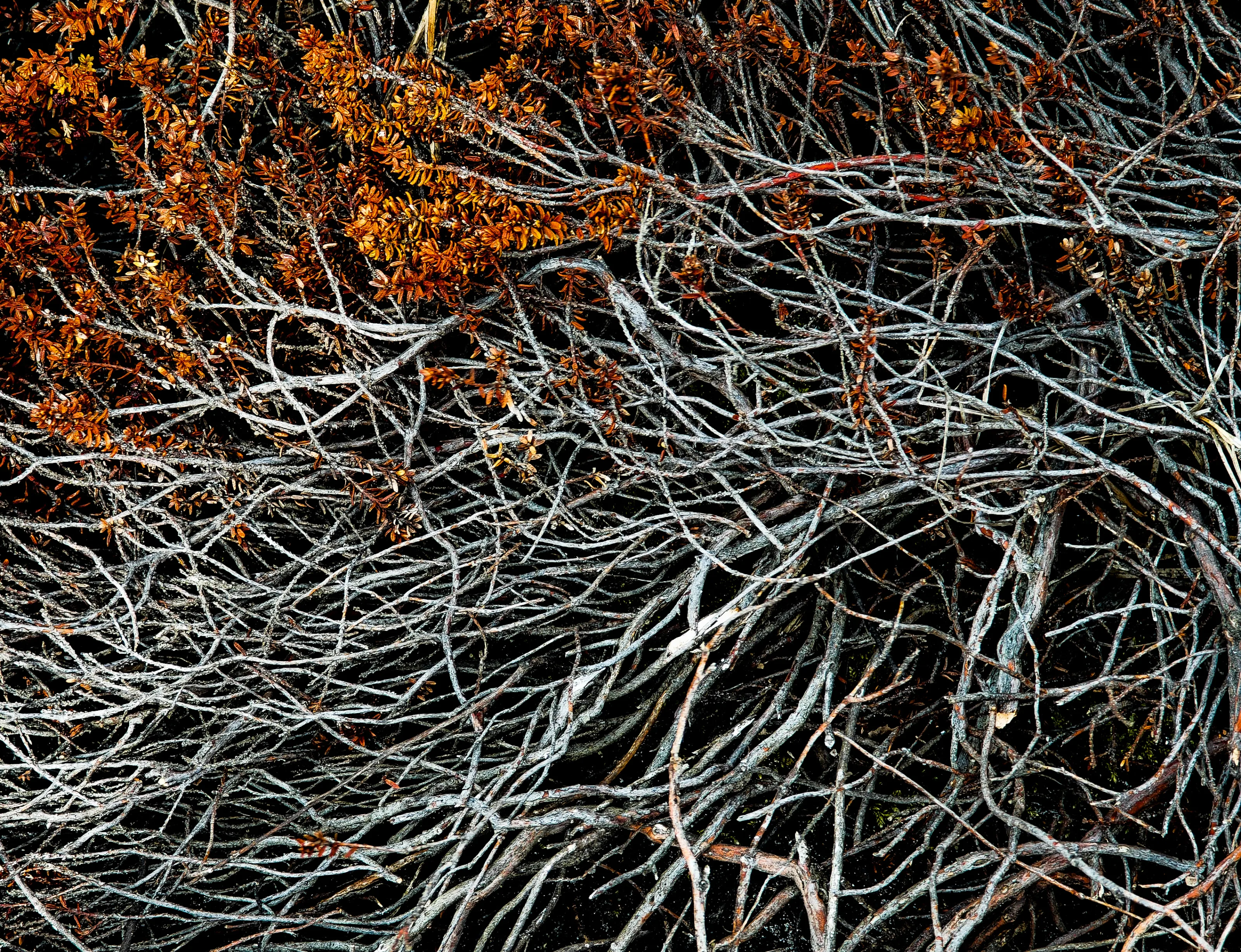 Besenheide (Calluna vulgaris)