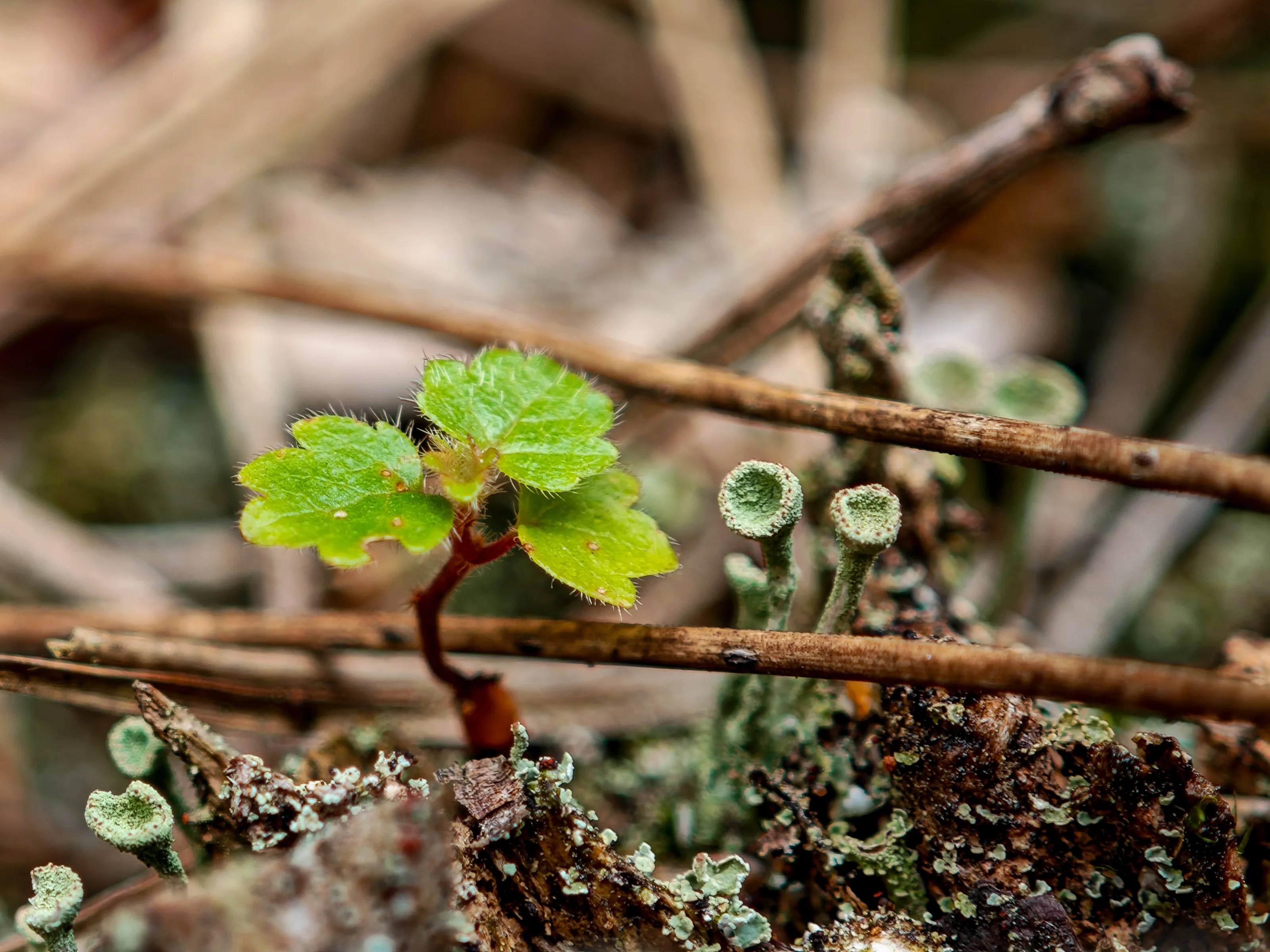Becherflechte (Cladonia)