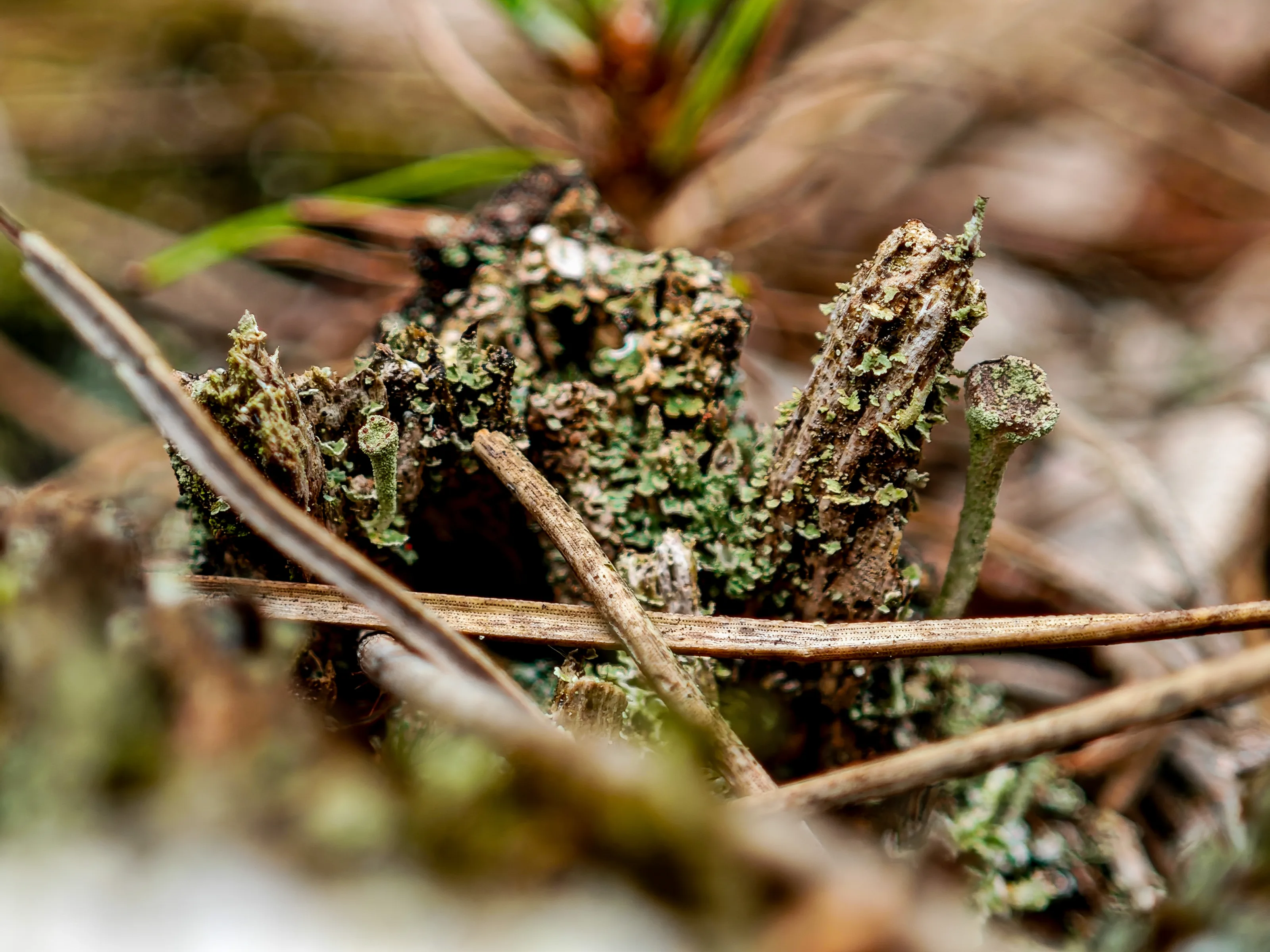 Becherflechte (Cladonia)