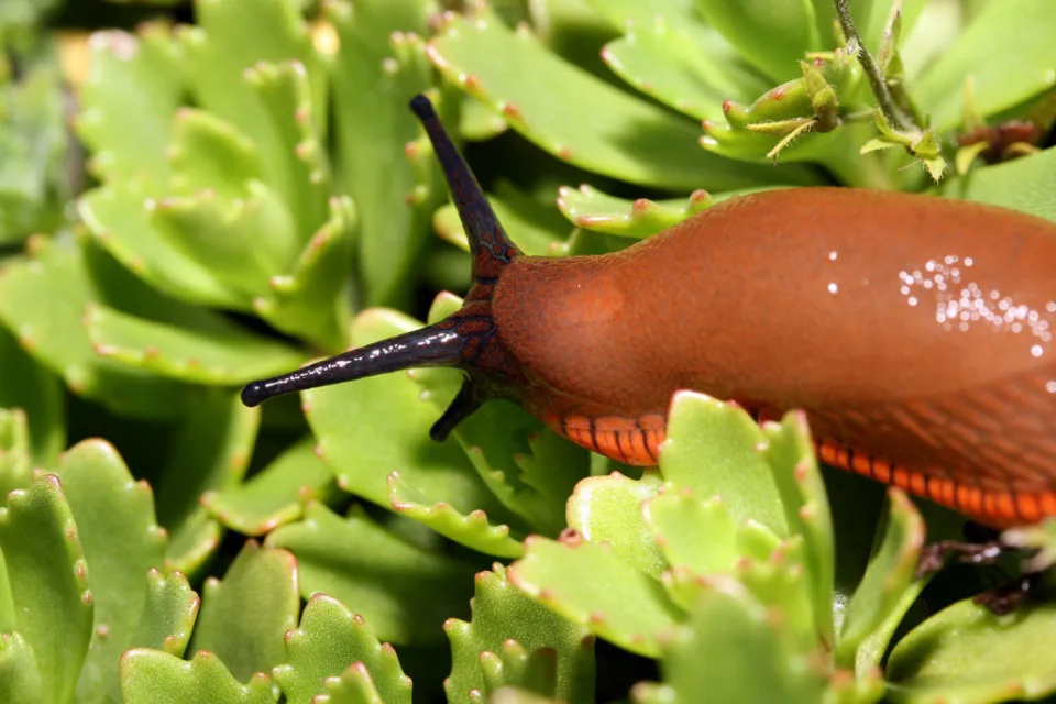 Wegschnecke (Arion)