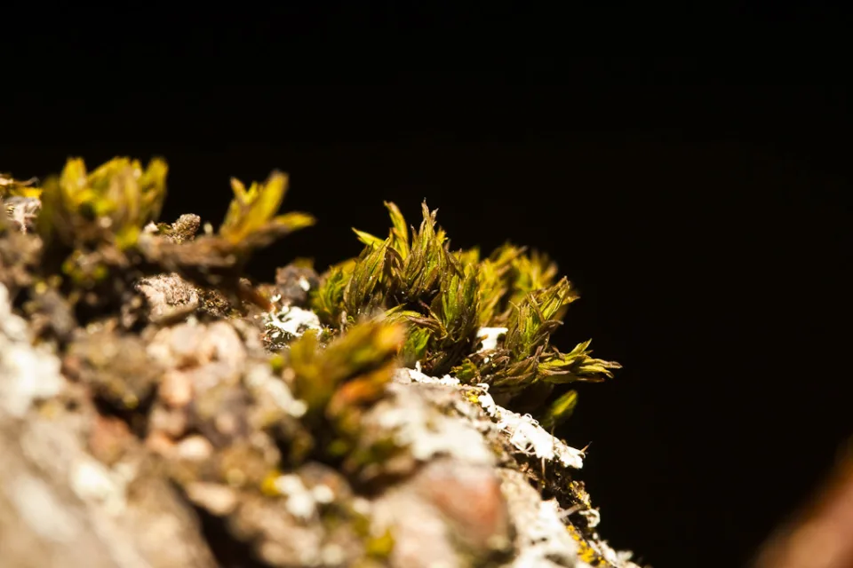 Laubmoos (Bryophyta)