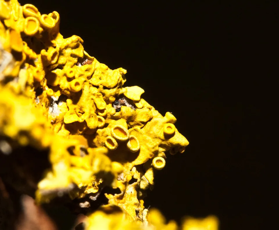 Gelbflechte (Xanthoria)