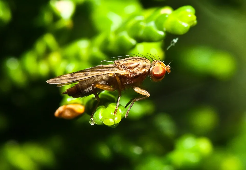 Fliege (Brachycera)