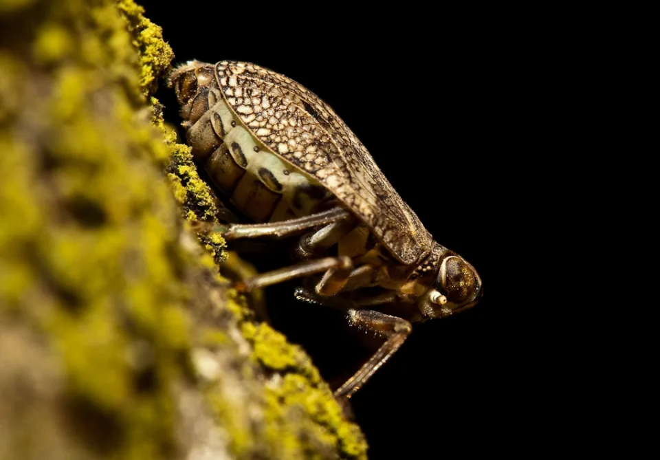 Käferzikade (Issus coleoptratus)