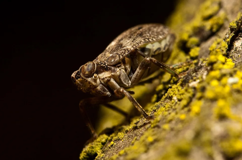 Käferzikade (Issus coleoptratus)