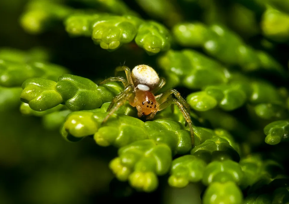 Spinne (Araneae)