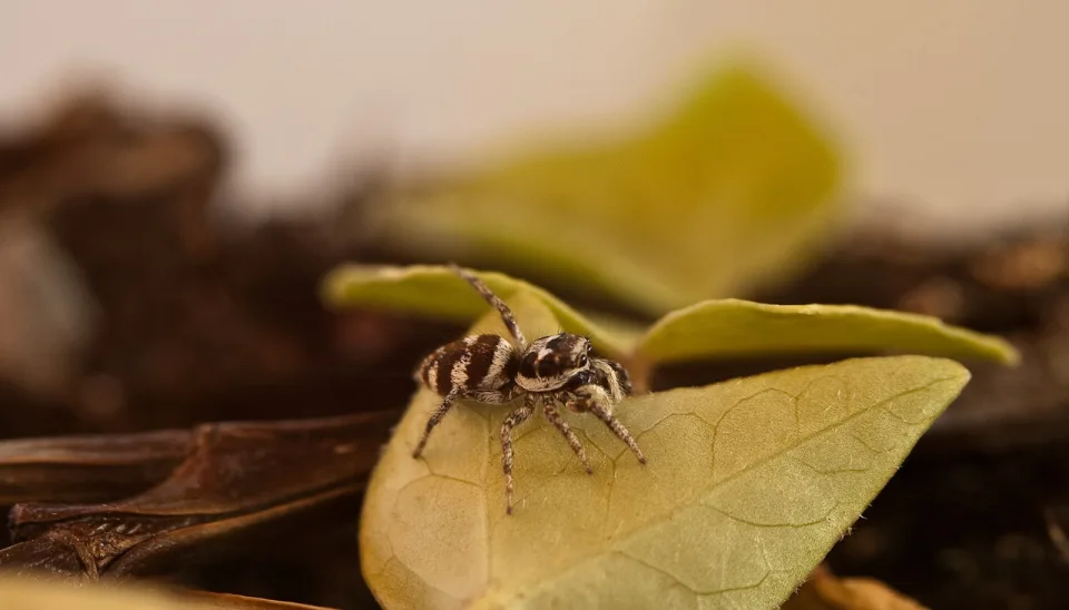 Zebraspringspinne (Salticus scenicus)